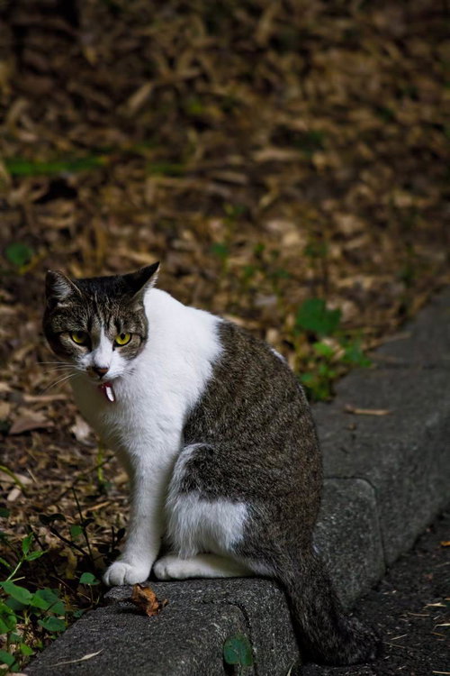 枯れ葉が積もる道端で口を開ける白茶の縞模様の猫