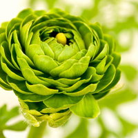 薄い花びらが幾重にも重なるグリーンのラナンキュラスの写真