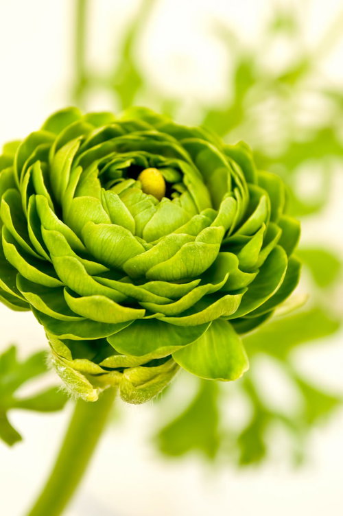 薄い花びらが幾重にも重なるグリーンのラナンキュラス