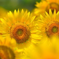 茶色とオレンジの中心模様が映える大輪のヒマワリ2輪の写真