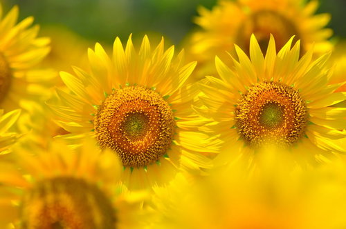 茶色とオレンジの中心模様が映える大輪のヒマワリ2輪