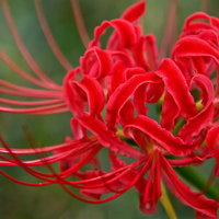 細長い花びらが放射状にカールする赤い彼岸花の写真