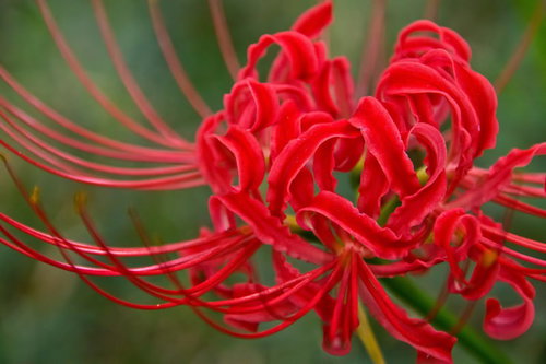 細長い花びらが放射状にカールする赤い彼岸花