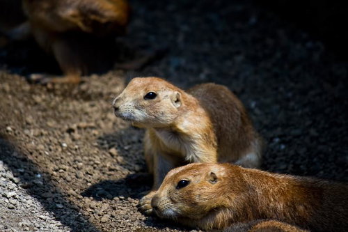 土の上で立ち上がって辺りを見渡すプレーリードッグ2匹
