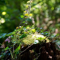 苔に覆われた朽ちた切り株から伸びる小さな緑の芽の写真
