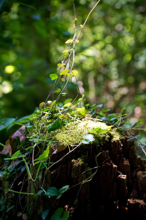 苔に覆われた朽ちた切り株から伸びる小さな緑の芽