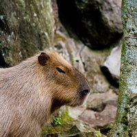 岩の間に座る不機嫌そうな顔のカピバラの写真