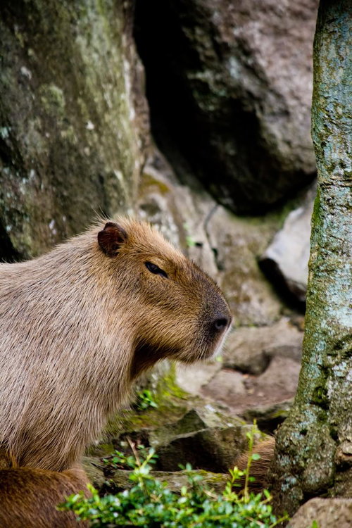 岩の間に座る不機嫌そうな顔のカピバラ