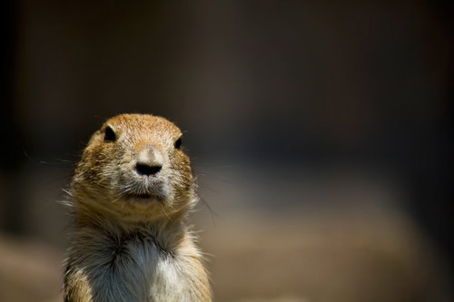 正面を向いてこちらを見つめる振り返るプレーリードッグ