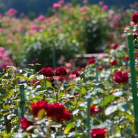 緑の支柱が立つ庭に咲く赤いバラの花の写真