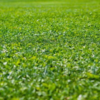見渡す限り緑が広がる一面の芝生の公園の写真