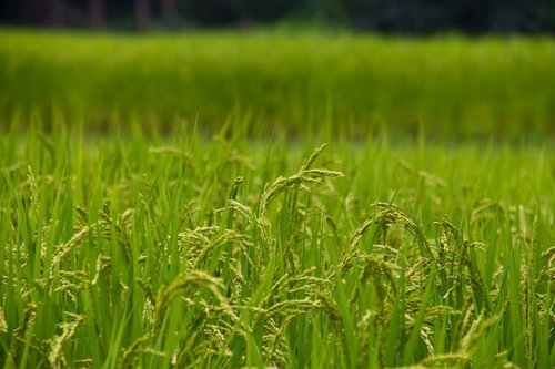 収穫前の稲穂が実った田んぼの風景