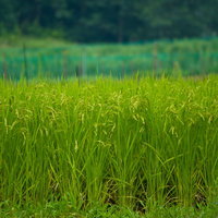 ぼけた林を背景に穂が実る緑の稲穂の田んぼの写真
