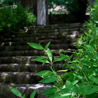 手前の笹の葉越しに見える苔むした古い石段の写真
