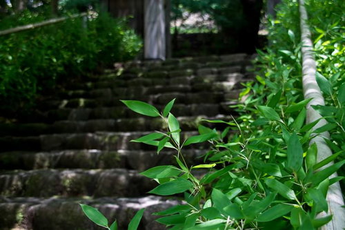 手前の笹の葉越しに見える苔むした古い石段