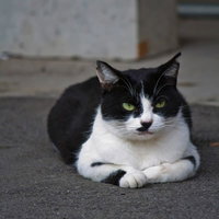 灰色の地面に座って緑の目でこちらを睨むハチワレ猫の写真