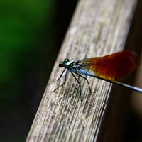 枝に止まる青い体と赤茶の羽のイトトンボの写真