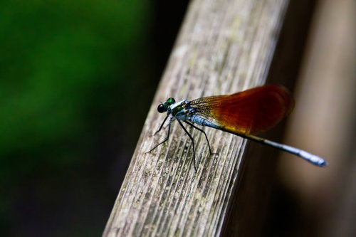 枝に止まる青い体と赤茶の羽のイトトンボ