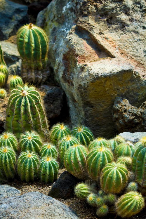 砂地の中に並ぶ黄色い針を持つ岩場の丸いサボテン