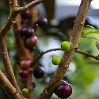 緑と紫の丸い実が混在するジャボチカバの枝の写真