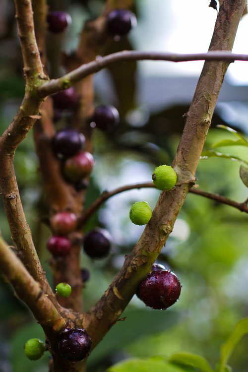 緑と紫の丸い実が混在するジャボチカバの枝