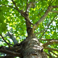 白っぽい幹と剥がれた樹皮が見える日差しの中の樹木の写真