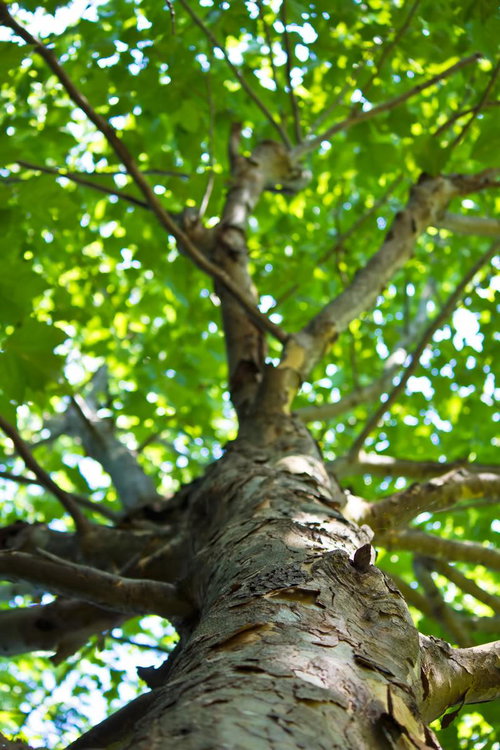 白っぽい幹と剥がれた樹皮が見える日差しの中の樹木