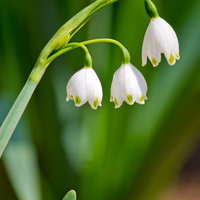 白い釣鐘型の花が垂れ下がるスノーフレークの接写の写真