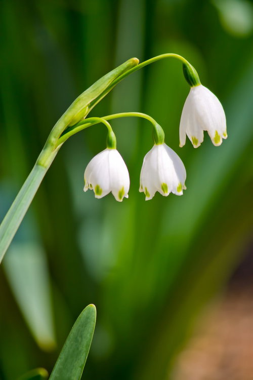 白い釣鐘型の花が垂れ下がるスノーフレークの接写