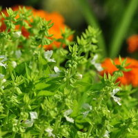オレンジの花をぼかした手前のバジルの白い花の写真
