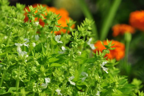 オレンジの花をぼかした手前のバジルの白い花