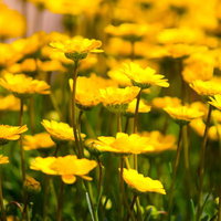 背景がぼけた屋外に咲くたくさんの黄色い花々の写真