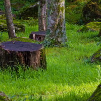 草と苔に覆われた森の中の2つの切り株と木立の写真