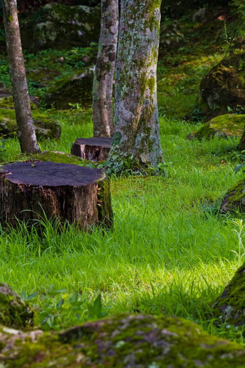 草と苔に覆われた森の中の2つの切り株と木立