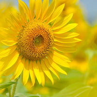 茶色い種が並ぶ中心と黄色い花びらの大輪のヒマワリの写真