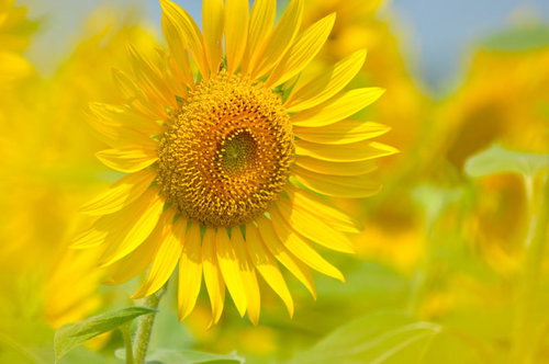 茶色い種が並ぶ中心と黄色い花びらの大輪のヒマワリ