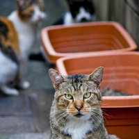 正面を見つめるキジトラ猫と奥にぼける2匹の仲間の写真