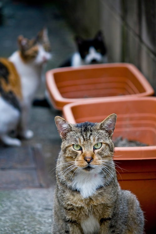 正面を見つめるキジトラ猫と奥にぼける2匹の仲間