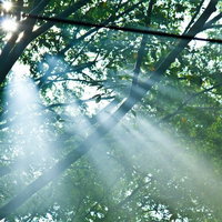 枝の間から放射状に差し込む木漏れ日と太陽光の写真