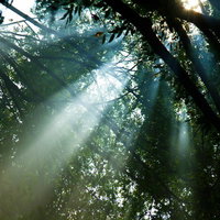 森の枝葉の間から差し込む光の筋と木漏れ日の写真