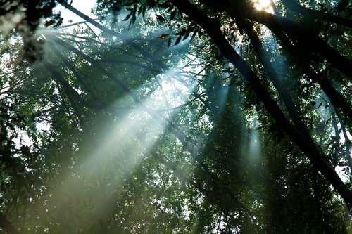 森の枝葉の間から差し込む光の筋と木漏れ日