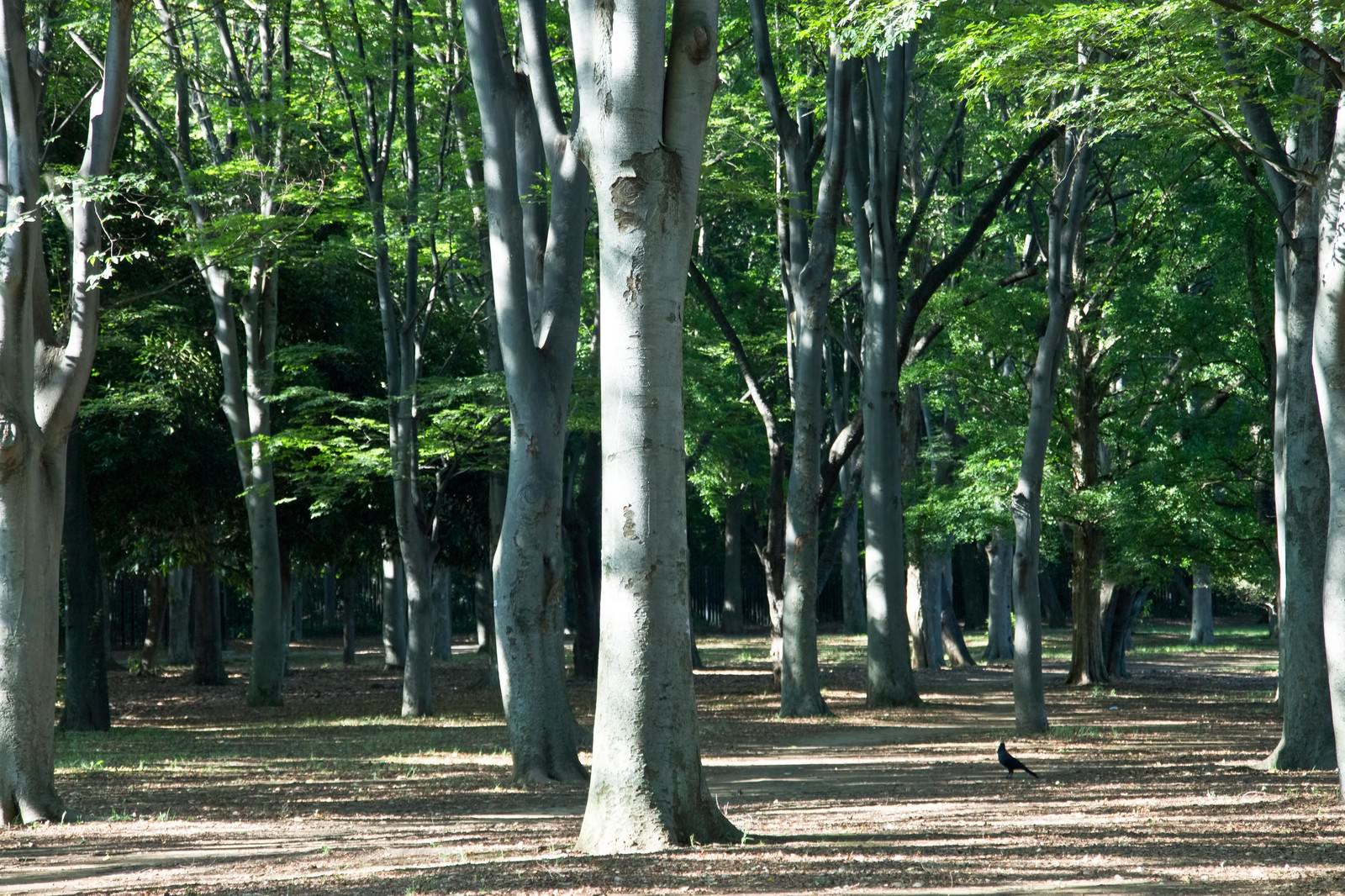 木漏れ日が差す公園の林