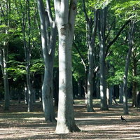 白や灰色の幹が立ち並ぶ木漏れ日の明るい公園の林の写真