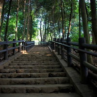 木製の手すりが続く森の中の公園の上り階段の写真