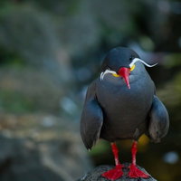 岩の上に立つ赤いくちばしの灰色のインカアジサシの写真