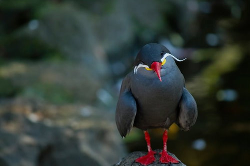 岩の上に立つ赤いくちばしの灰色のインカアジサシ