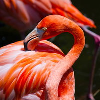 首を曲げて羽繕いするオレンジ色のフラミンゴの写真
