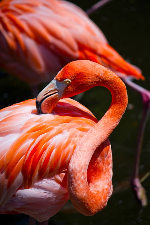 首を曲げて羽繕いするオレンジ色のフラミンゴ