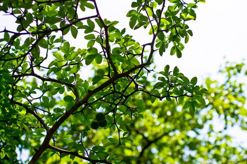 明るい空を背景に小さな丸い葉が茂る木の枝