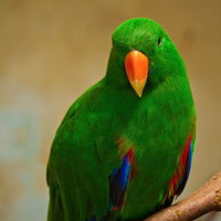 オレンジのくちばしと青い羽を持つ枝に止まる緑のインコの写真